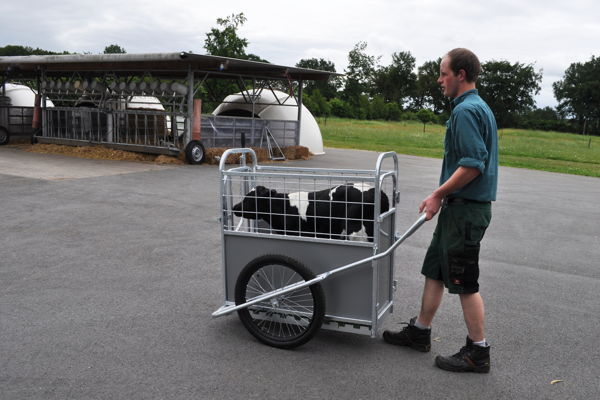 Ein Kalb wird im CalfBuggy über den Hof gefahren.