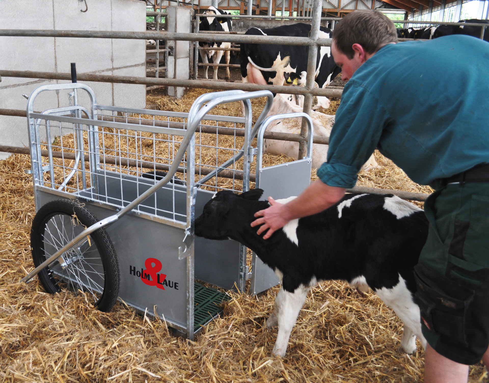 Kalb wird in den CalfBuggy geführt.