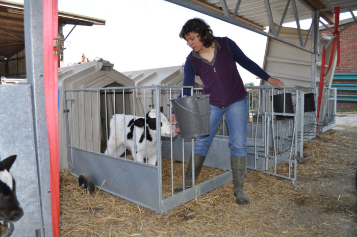 Frau verlässt die Kälberbox, während das Kalb ungestört weitertrinkt.