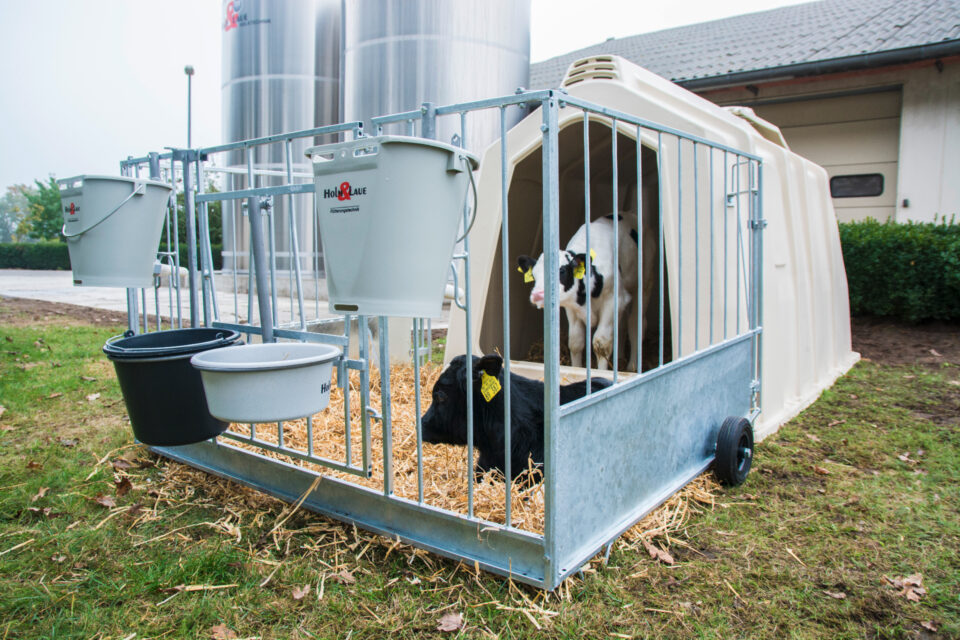 Zwei Kälber in der TwinHutch