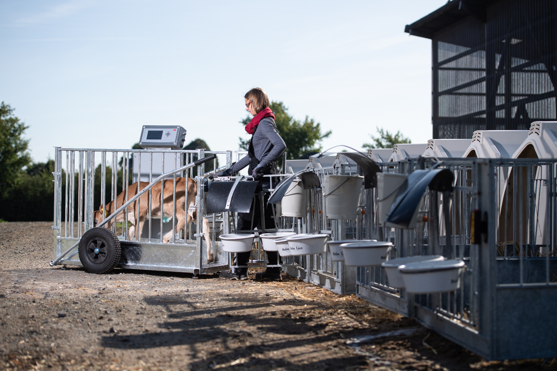 Von der Einzelhütte in die mobile Waage geführtes Kalb