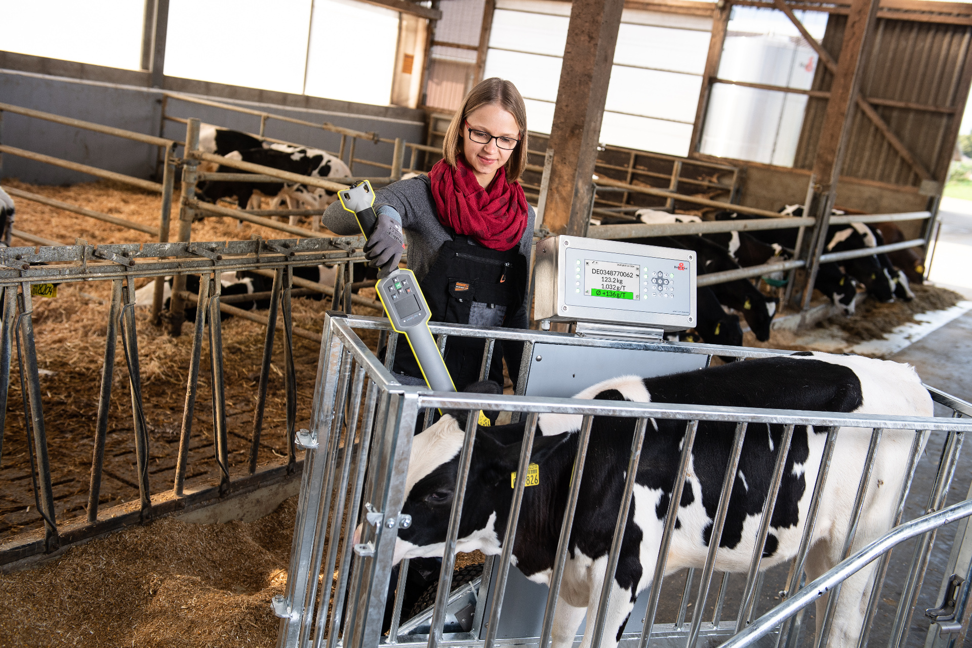 Kalb in der mobilen Waage, Erkennung mit Hilfe des Stickreaders