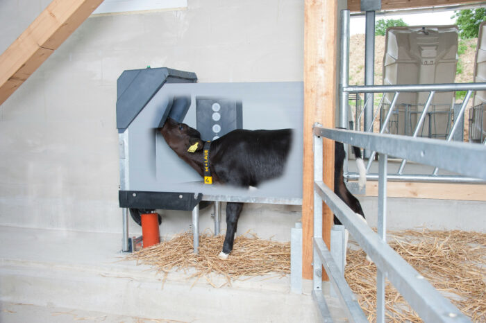 Det här fotot visar en kalv som dricker på en HygieneStation.