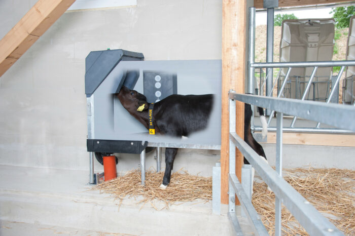 Auf diesem Foto ist ein Kalb zu sehen, das in der HygieneStation trinkt.