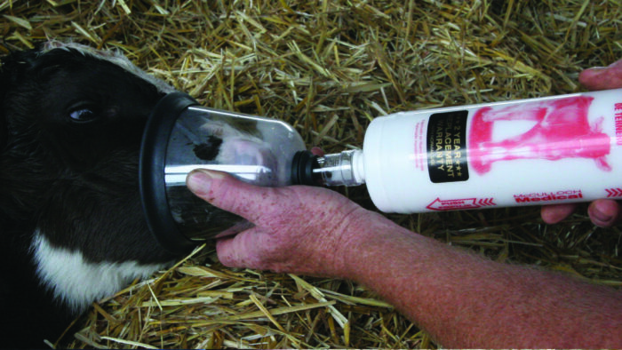 This picture shows a newborn calf being ventilated with the calf resuscitator.