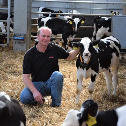 Achim Holm hockt im Stall neben einem Kalb