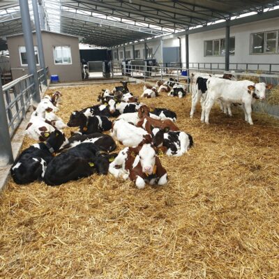 Calves lying in straw