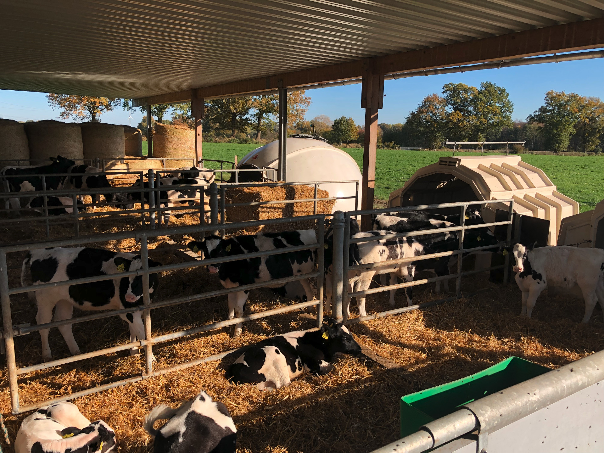 子牛はイグル内か屋外部分か牛舎のどこにいるかを天候条件によって決めます。