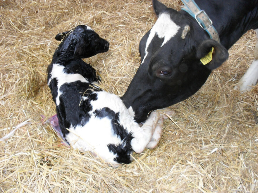 Neugeborenes kalb wird von der Mutter abgeschleckt