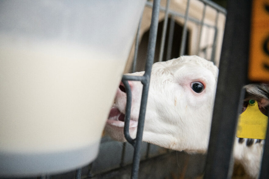 Ein Kalb trinkt am Eimer