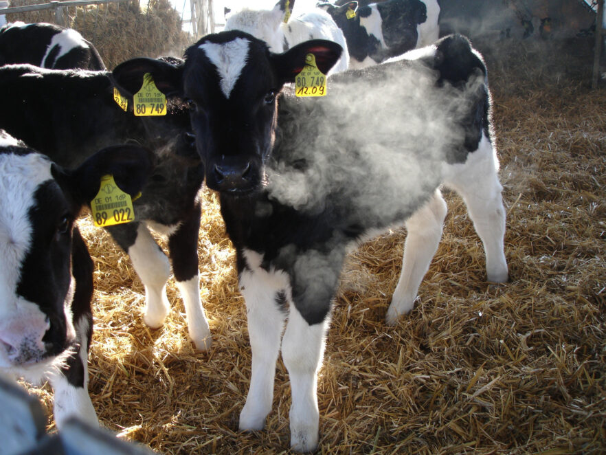 Solitary calf with steaming breath