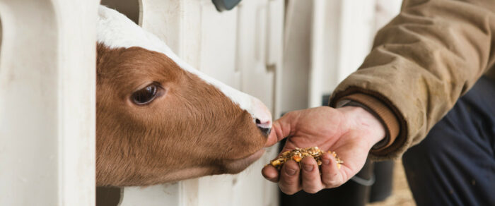 Kalb frisst Kraftfutter