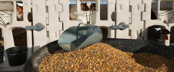 Futterschaufel liegt auf dem Kraftfutter