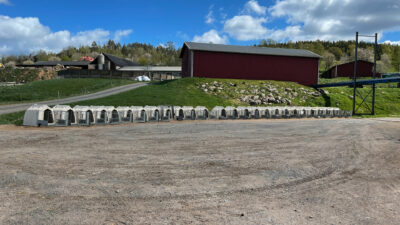 CalfTel hutches lined up