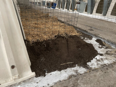 Dried biogas substrate beneath the bedding