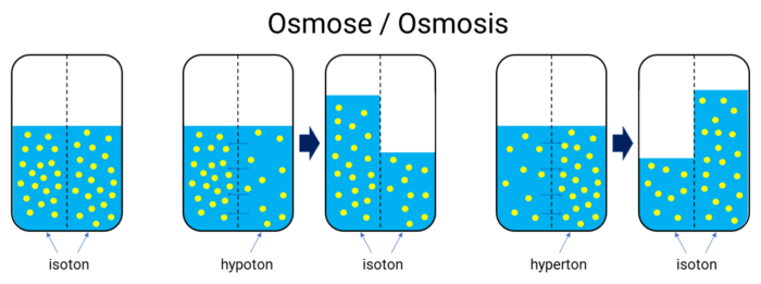 Grafische Darstellung der Osmose