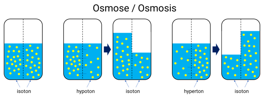 Grafische Darstellung der Osmose