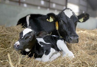 Neugeborenes Kalb vor seiner Mutter