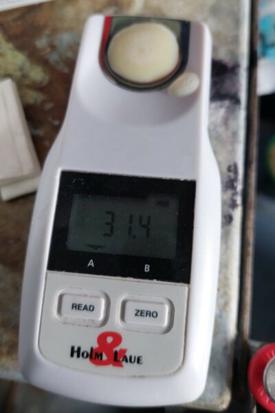 Refractometer showing 31 %