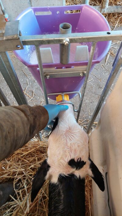Calf being trained on the teat bucket