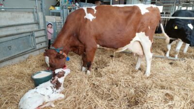 Rotbunte Kuh trinkt, neugeborenes Kalb liegt davor