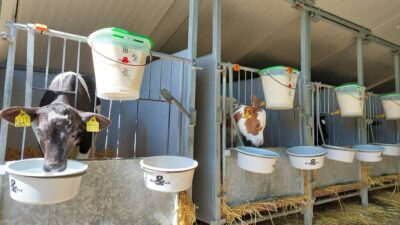 Calf boxes with buckets full of milk and water