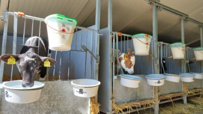 Kälberboxen mit Eimern voll mit Milch und Wasser