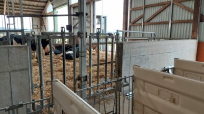 The newborn pen boxes are next to the calving box.