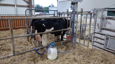Eine schwarzbunte Kuh wird mit mobilem Melkzeug gemolken