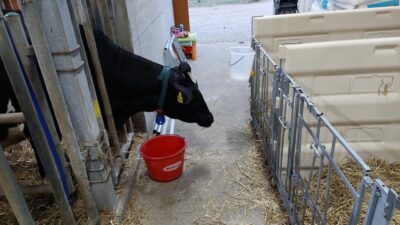 Die Kuh beobachtet ihr Kalb in der Erstversorgungsbox