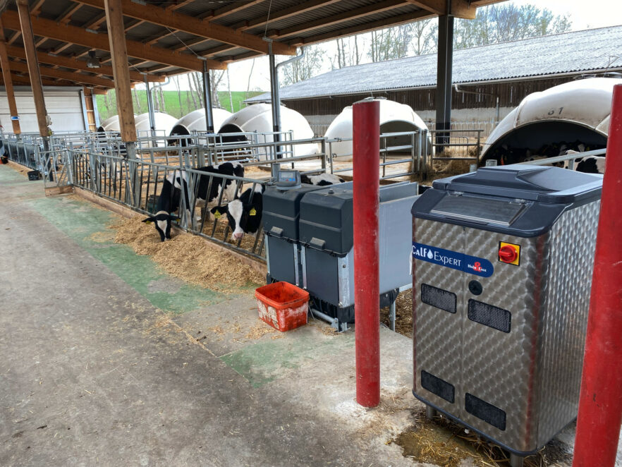 The feeding station with calf feeder