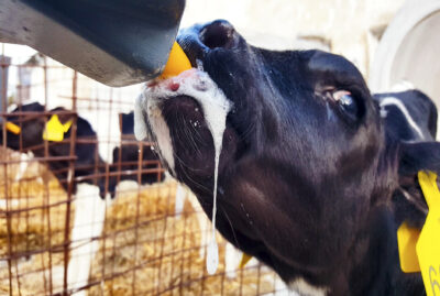 Calf drinking with lots of saliva