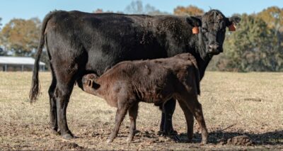 Angus cow and calf