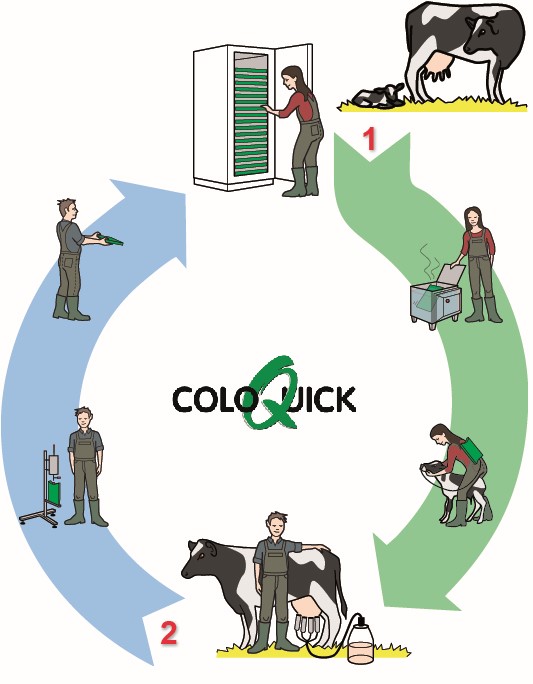 ColoQuick Kreislauf: erst Füttern (1), dann Melken (2)