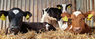 Zwei Kälber liegen im Stroh