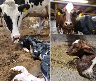 Two calves with their mothers