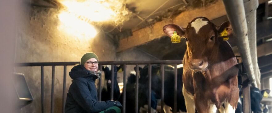 Woman observing a calf