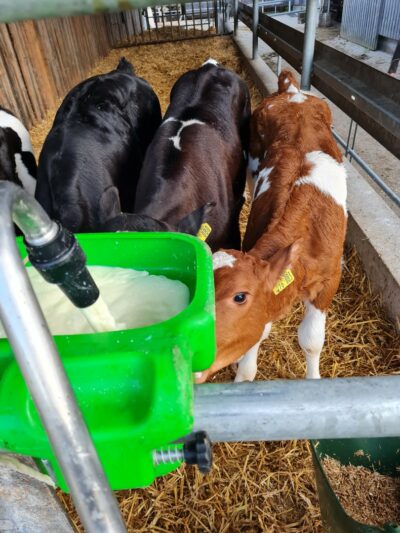 MilkTaxi dosing arm filling the teat bar, calves feeding.