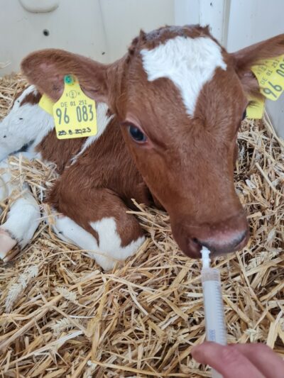 Vaccination into a calf's nose