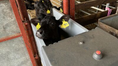 A calf looking into the camera