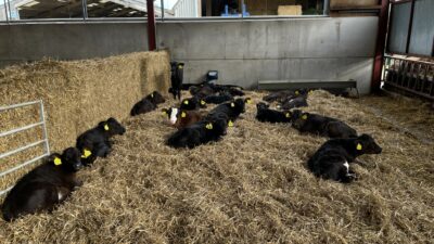 Contended calves on straw