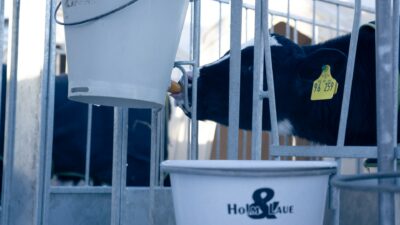 Calf drinking from the feed bucket