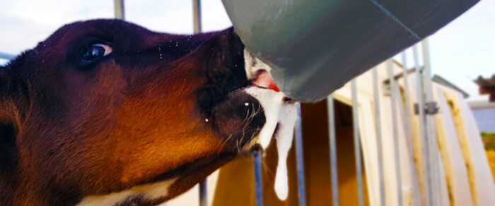 Kalb produziert Speichel beim Saufen