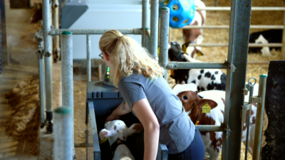 Calf in HygieneStation