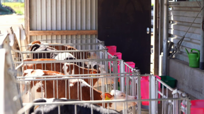 Single hutches