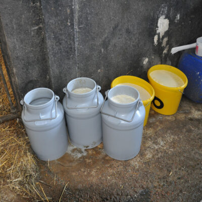 Milchkannen Verkeimte Milch in Kannen