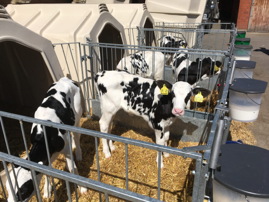 Zwei Kälber im Auslauf der TwinHutch