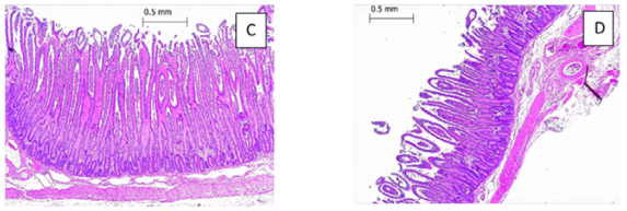 Vergleich von Darmzotten im Jejunum: links Transitmilch, rechts Milchaustauscher (MAT) (Van Soest, 2022).